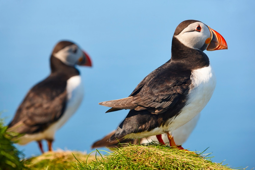 2 nouvelles collections (COM/TAAF)